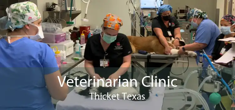 Veterinarian Clinic Thicket Texas