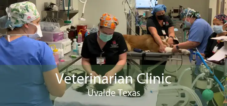 Veterinarian Clinic Uvalde Texas