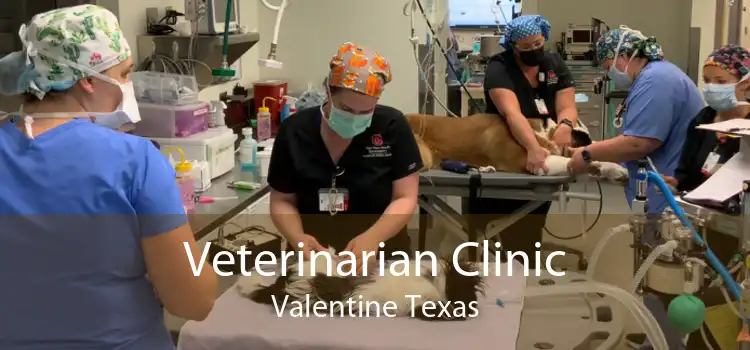 Veterinarian Clinic Valentine Texas