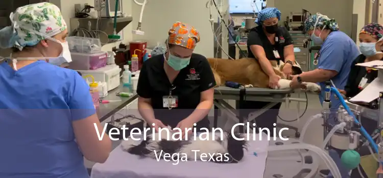 Veterinarian Clinic Vega Texas