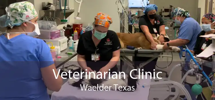 Veterinarian Clinic Waelder Texas