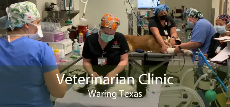 Veterinarian Clinic Waring Texas