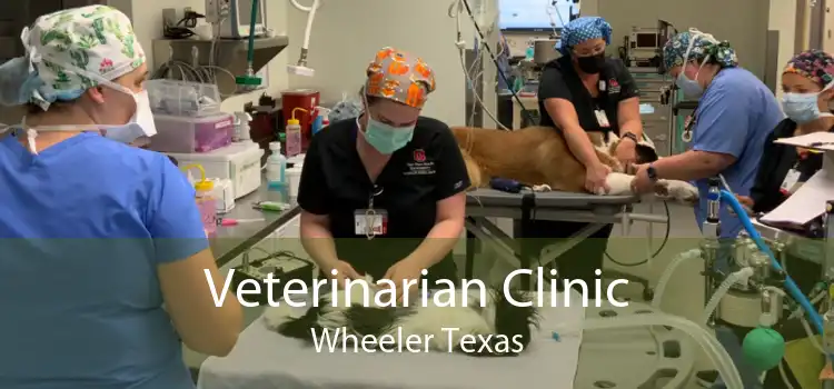 Veterinarian Clinic Wheeler Texas