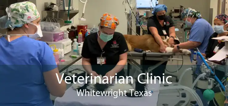 Veterinarian Clinic Whitewright Texas