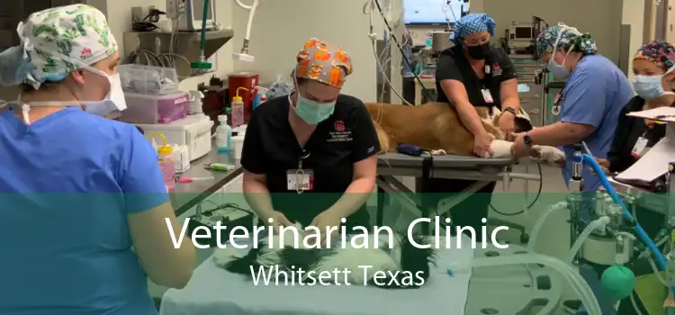 Veterinarian Clinic Whitsett Texas