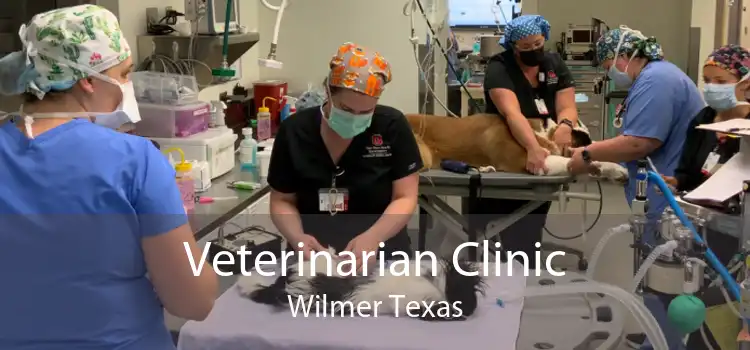 Veterinarian Clinic Wilmer Texas