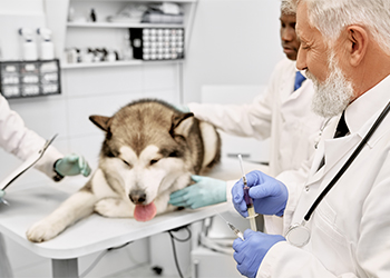 Dog Vaccinations in La Villa