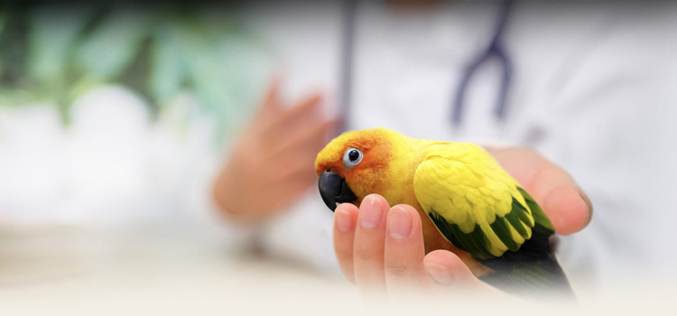 Bird's Regular Veterinary Care in Kerens